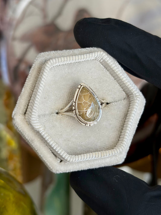Fossilized Coral Ring - Size 7